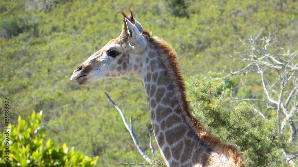 Fototapeta premium Cute baby giraffe