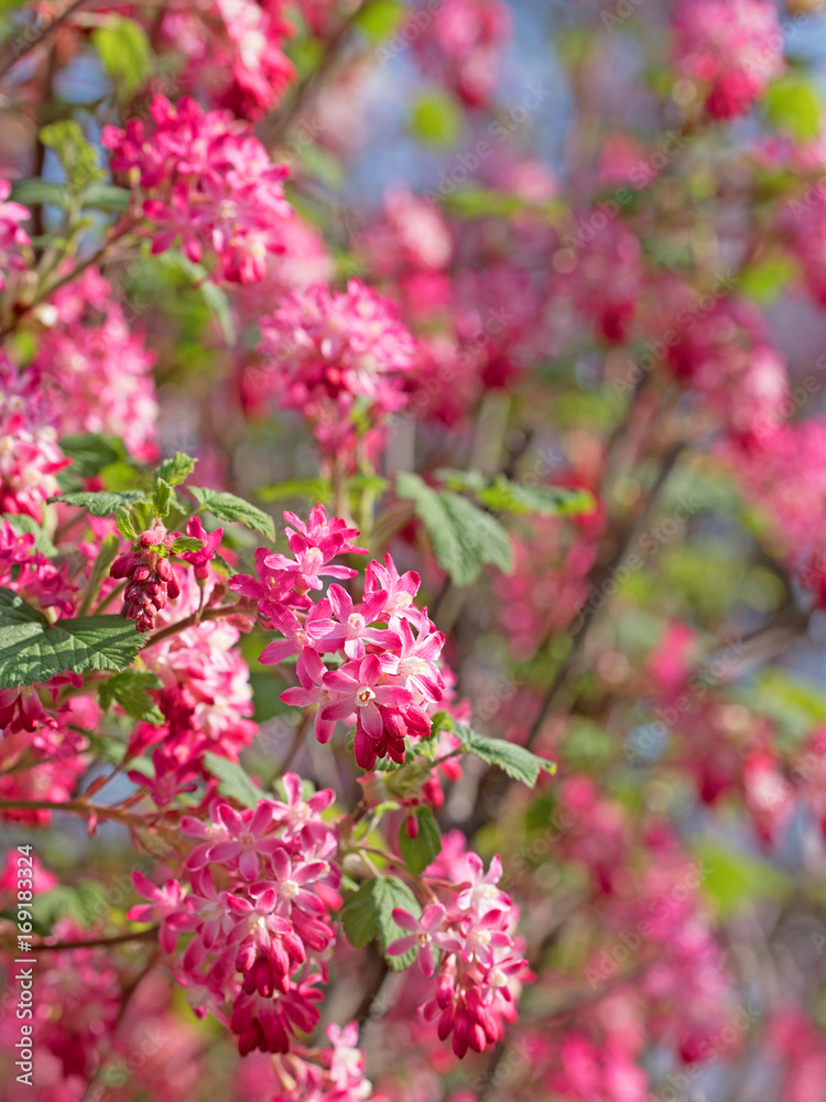 Blut-Johannisbeere, Ribes sanguineum Blut-Johannisbeere, Ribes sanguineum