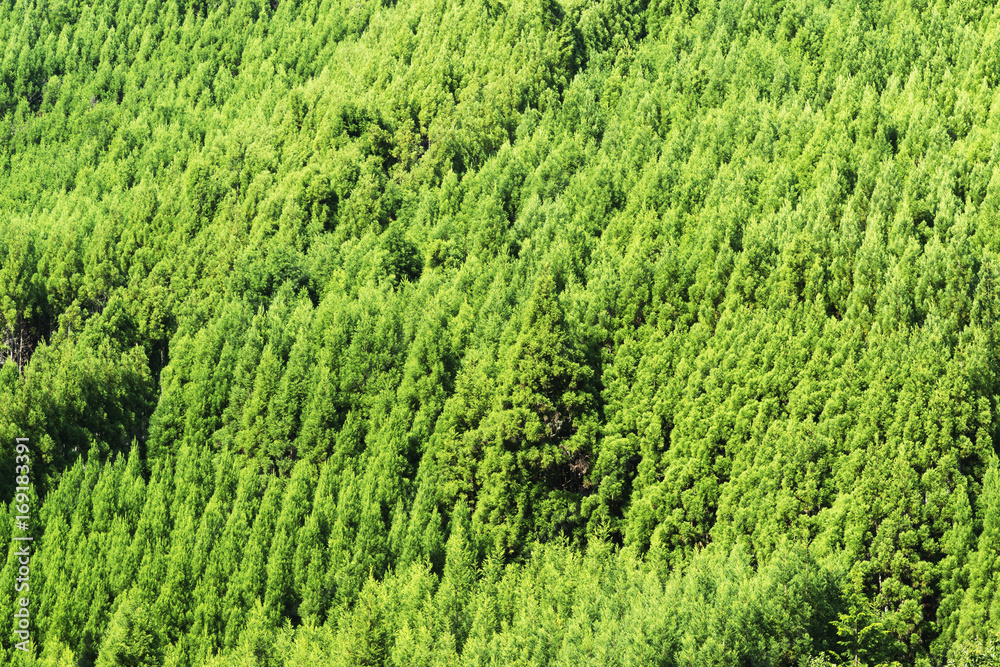 京都北山杉のパターン