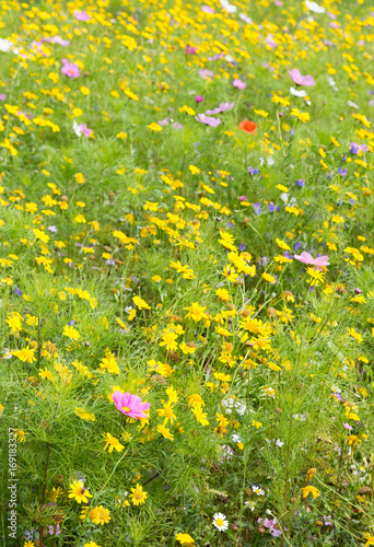 Beautiful wildflowers growing in a meadow