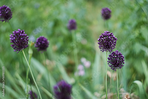 Wildflowers