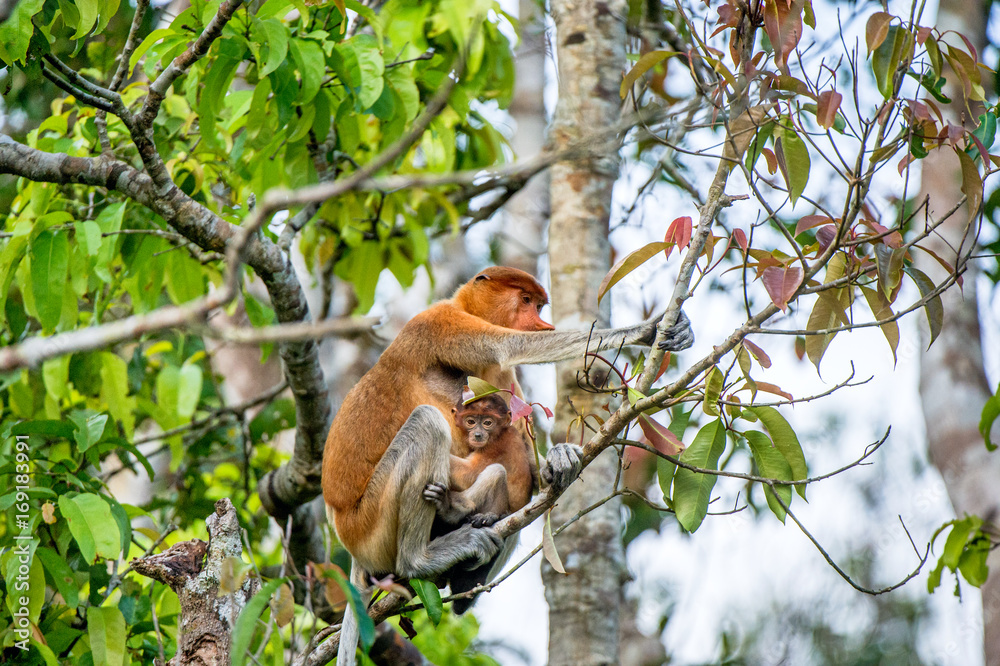 A female proboscis monkey (Nasalis larvatus) with a cub in a natural ...