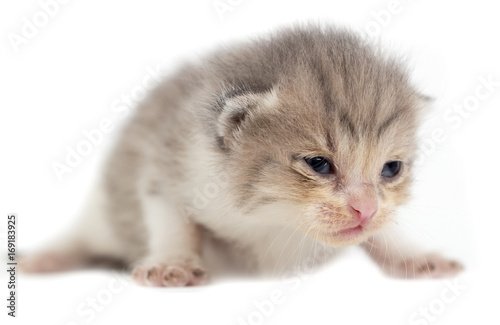 Newborn kitten on white background © schankz