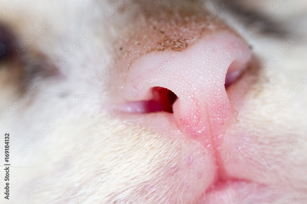 Fototapeta premium Dirty nose of a small kitten