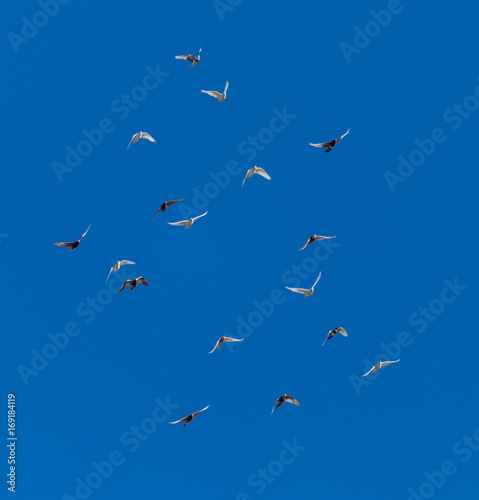 A flock of pigeons on a blue sky