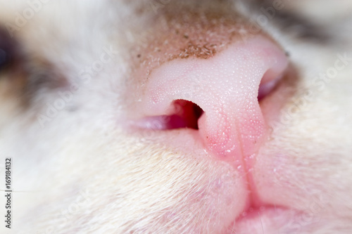 Dirty nose of a small kitten