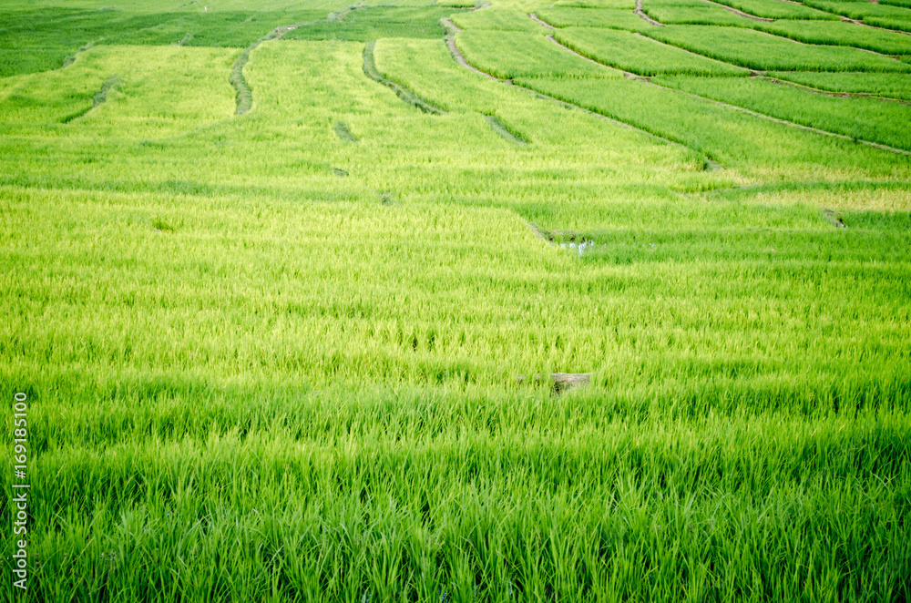 Rice Field Farm on The Background.