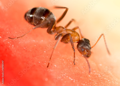An ant on a red watermelon © schankz