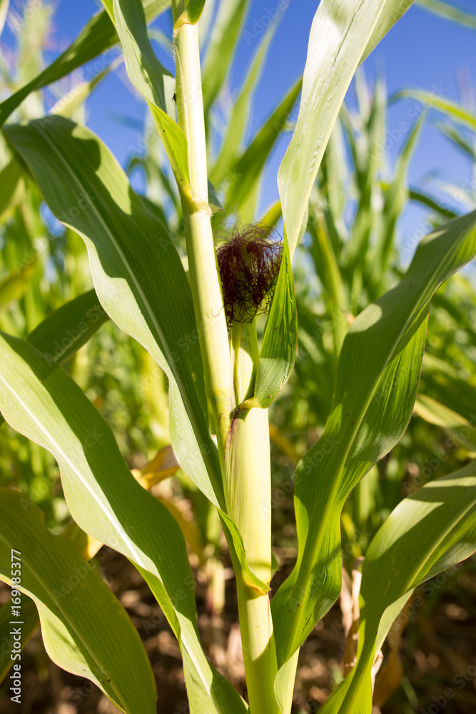 Fototapeta premium Young green corn leaves in the nature