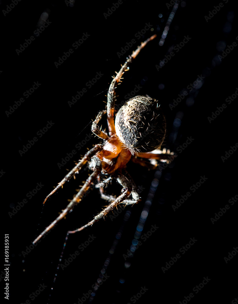 The spider sits on a web on the hunt The spider sits on a web on the hunt