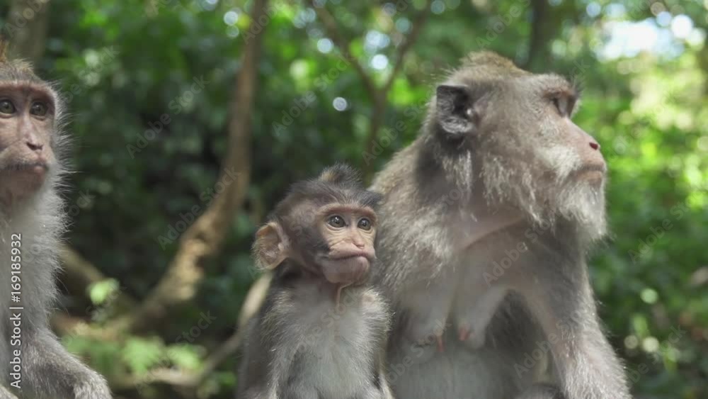 CLOSE UP: Cute long-tailed Balinese monkey family eating banana. Infant macaque chewing food in sunny Monkey Forest Ubud, Bali, Indonesia. Female macaca feeding baby ape in lush overgrown nature CLOSE UP: Cute long-tailed Balinese monkey family eating banana. Infant macaque chewing food in sunny Monkey Forest Ubud, Bali, Indonesia. Female macaca feeding baby ape in lush overgrown nature