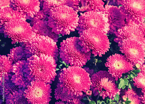 Purple chrysanthemum flowers