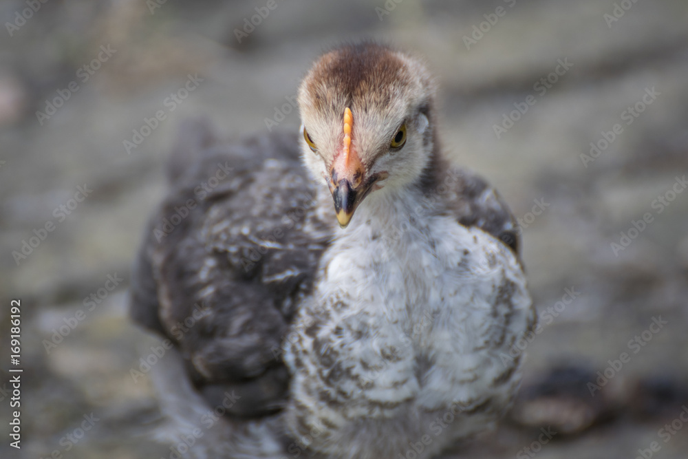 baby chicken baby chicken