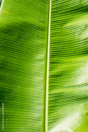 Water drops on a Banana Leaves