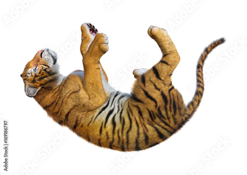 Fototapeta Naklejka Na Ścianę i Meble -  3D Rendering Big Cat Tiger on White