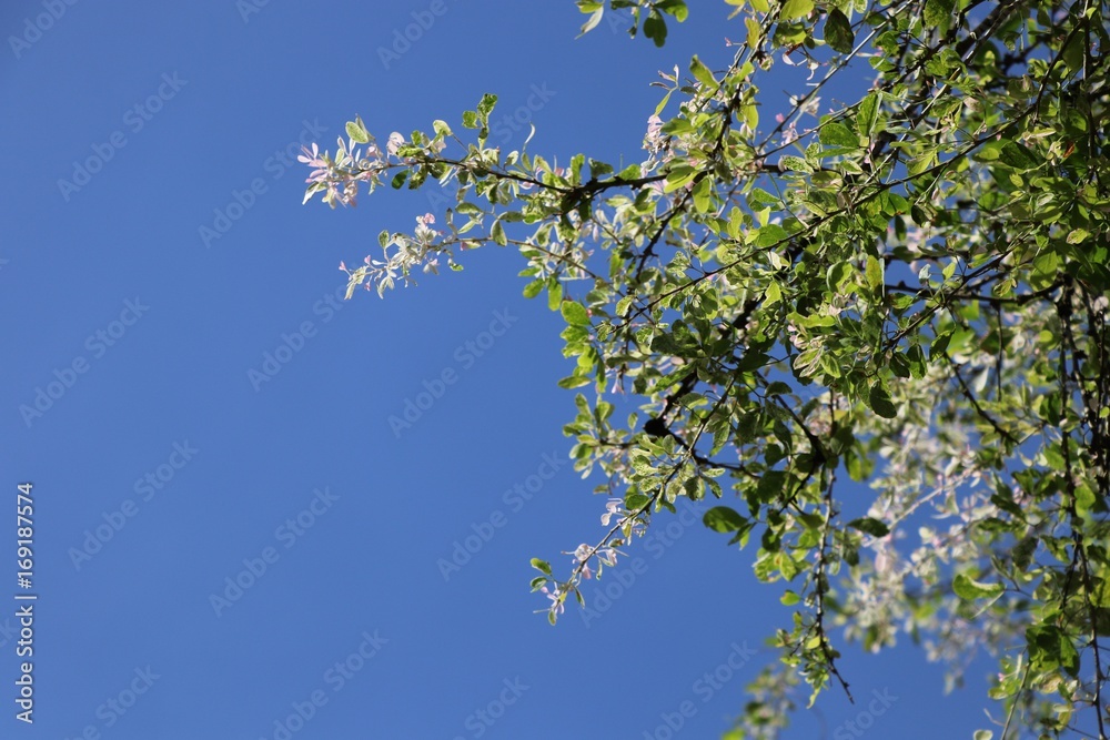 White and green young leaves and blue sky background with the daylight White and green young leaves and blue sky background with the daylight