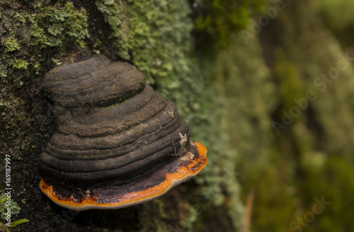 chaga mushroom on the tree photo