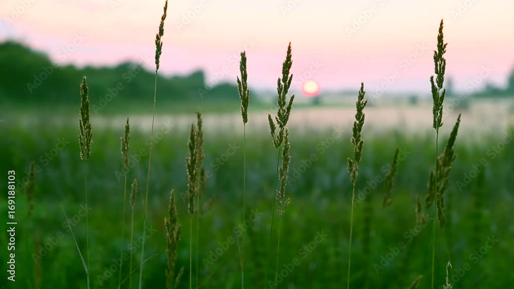 Pink sunset blurred background green grass meadow. Sunset on horizon. Green trees and bushes. Fog spreads on meadow. Straw bales on meadow at foggy sunset. Rural scene green grass field with fog. Pink sunset blurred background green grass meadow. Sunset on horizon. Green trees and bushes. Fog spreads on meadow. Straw bales on meadow at foggy sunset. Rural scene green grass field with fog.
