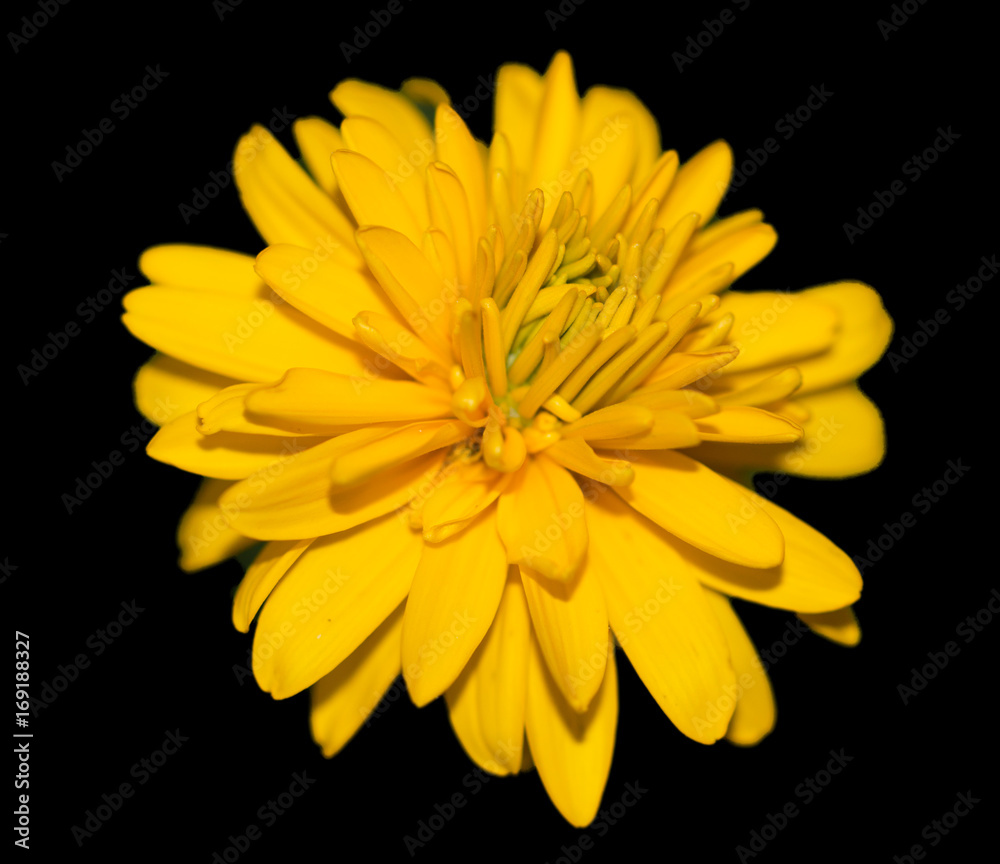 Yellow chrysanthemum Yellow chrysanthemum