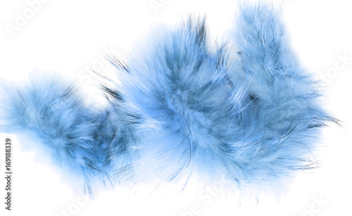 blue fur on a white background