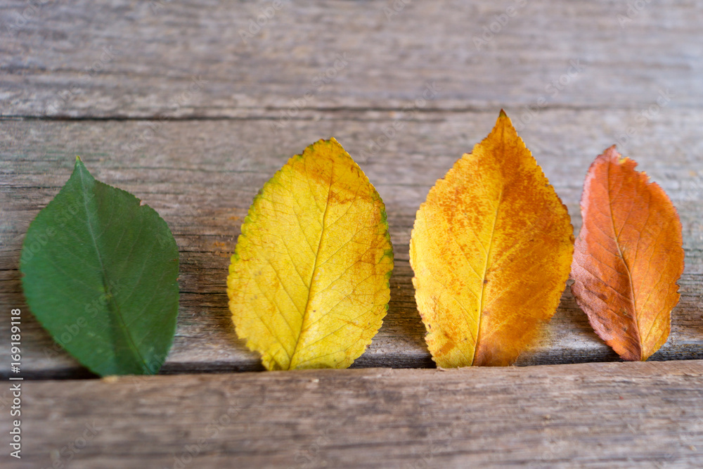 Four colorful autumn leaves  on the wooden background.