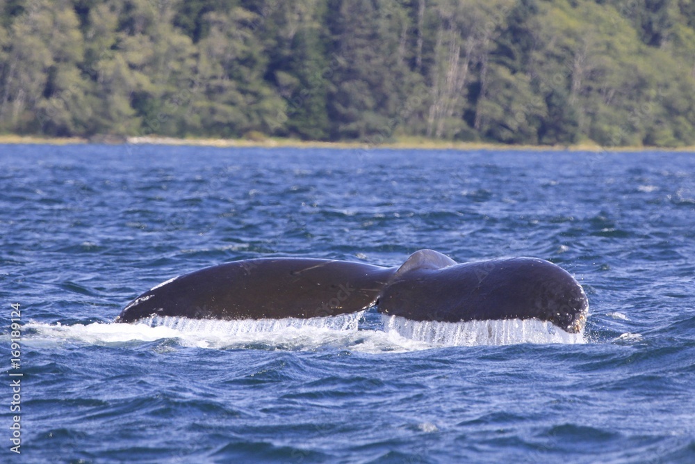 Fototapeta premium Whale's Tail