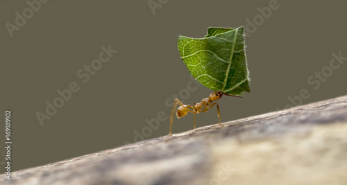 Red Ant! 
