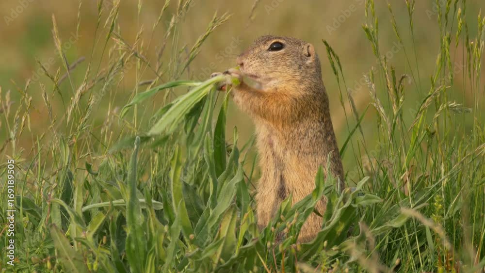 European ground squirrel (Spermophilus citellus) European ground squirrel (Spermophilus citellus)