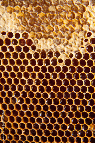 honey comb background or texture