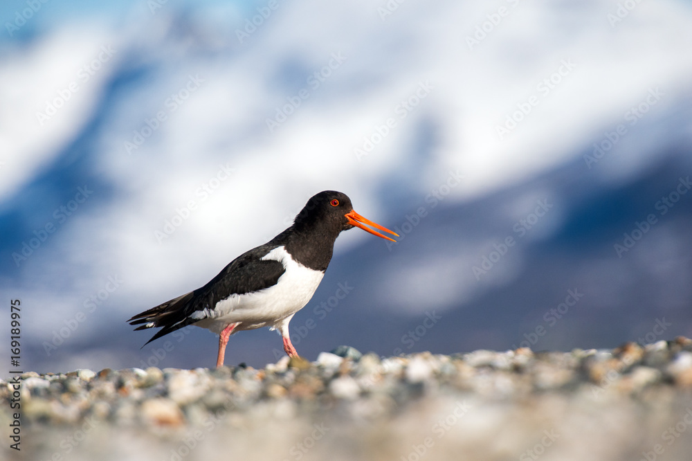 Oystercatcher against the background of snow mountains Oystercatcher against the background of snow mountains