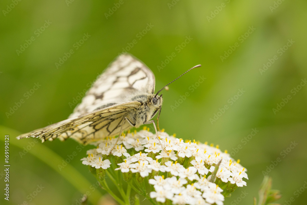 Obraz premium Бабочка