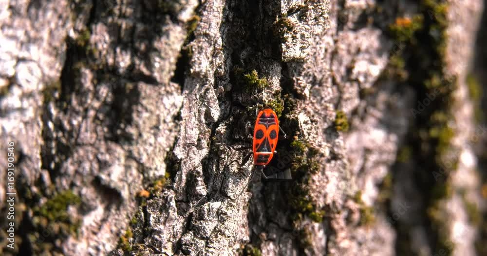 Insects `Pyrrhocoris apterus` move on the bark of the tree looking for a den