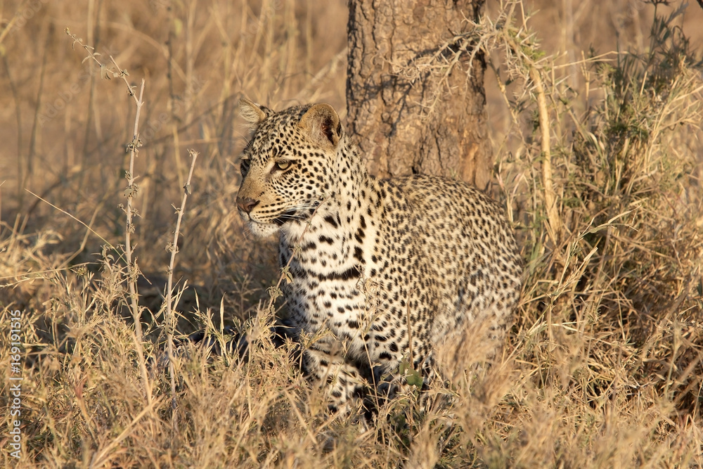 Leopard (Panthera pardus) Leopard (Panthera pardus)