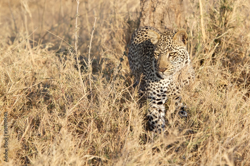 Leopard (Panthera pardus) © Maurizio