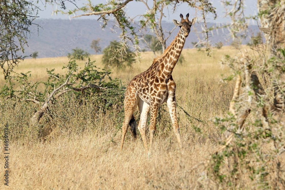 Obraz premium Giraffe (Giraffa camelopardalis)