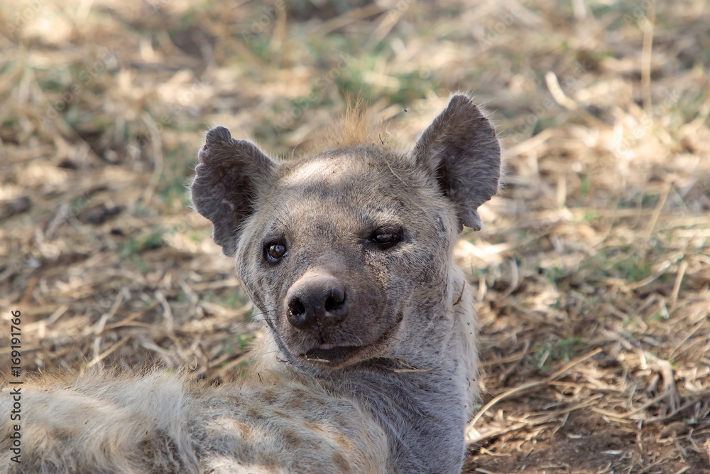 Fototapeta premium Spotted Hyena (Crocuta crocuta)