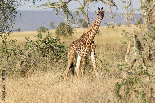 Giraffe  Giraffa camelopardalis 