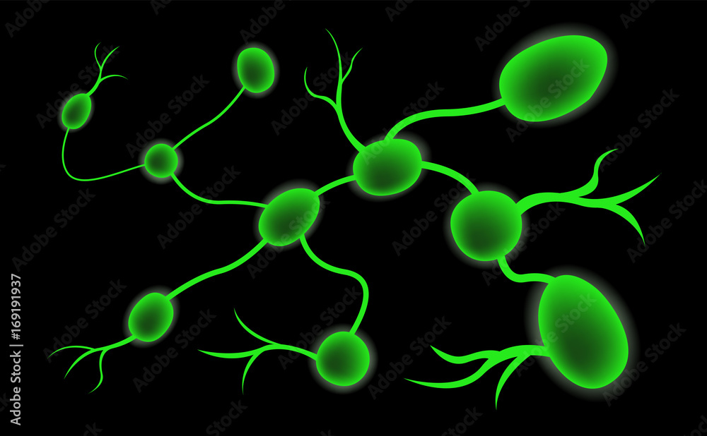 Lymph Node Lymphocyte Structure Vector Stock Vector Adobe Stock Lymph Node Lymphocyte Structure Vector Stock Vector Adobe Stock