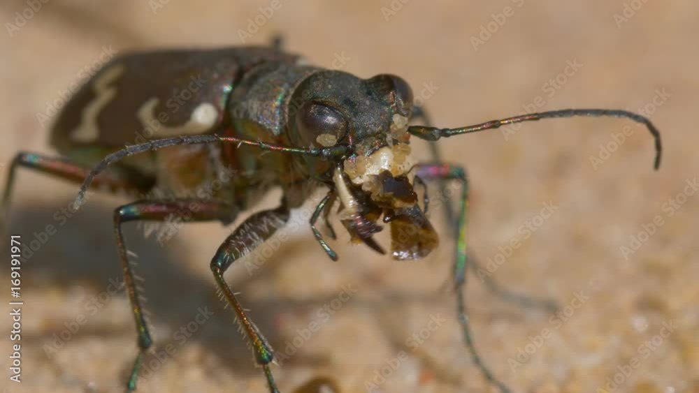 Northern dune tiger beetle Northern dune tiger beetle