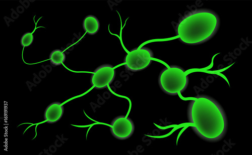 Lymph node , lymphocyte structure vector