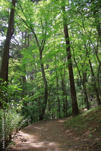 成田山公園の森 © minicooper35