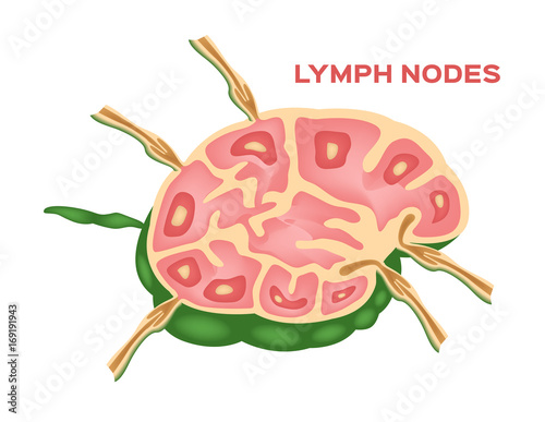 Lymph node , lymphocyte structure vector
