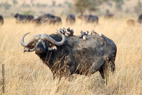 Fototapeta Naklejka Na Ścianę i Meble -  African buffalo (Syncerus caffer)
