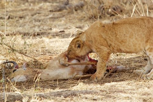 African lion (Panthera leo) photo