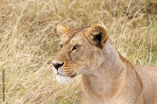 African lioness  Panthera leo 