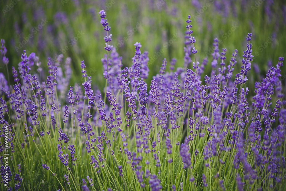 Naklejka premium Lavender lilac flowers floral background