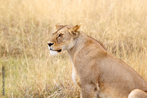 African lioness  Panthera leo 