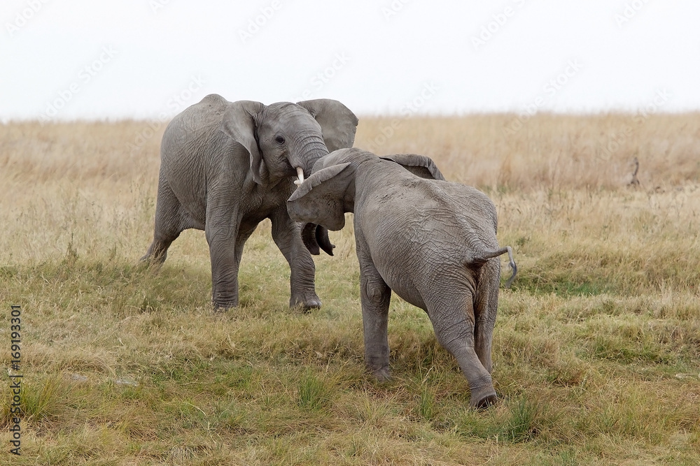 Fototapeta premium African elephant (Loxodonta africana)