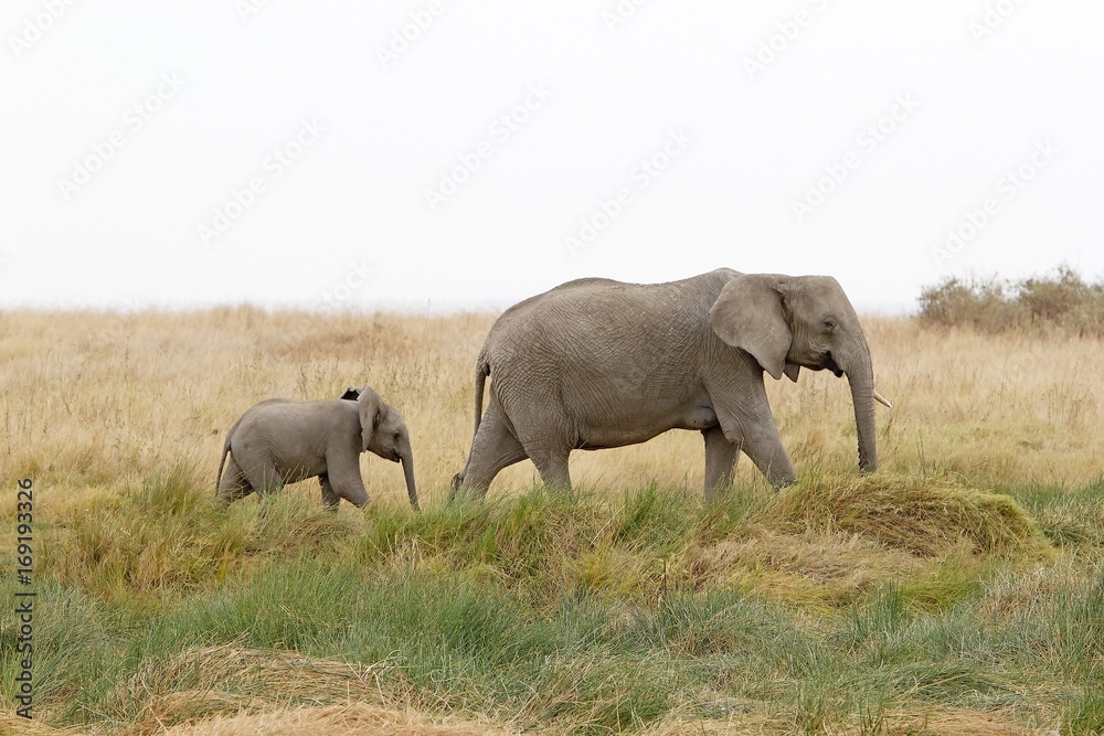 Obraz premium Słoń afrykański (Loxodonta africana)