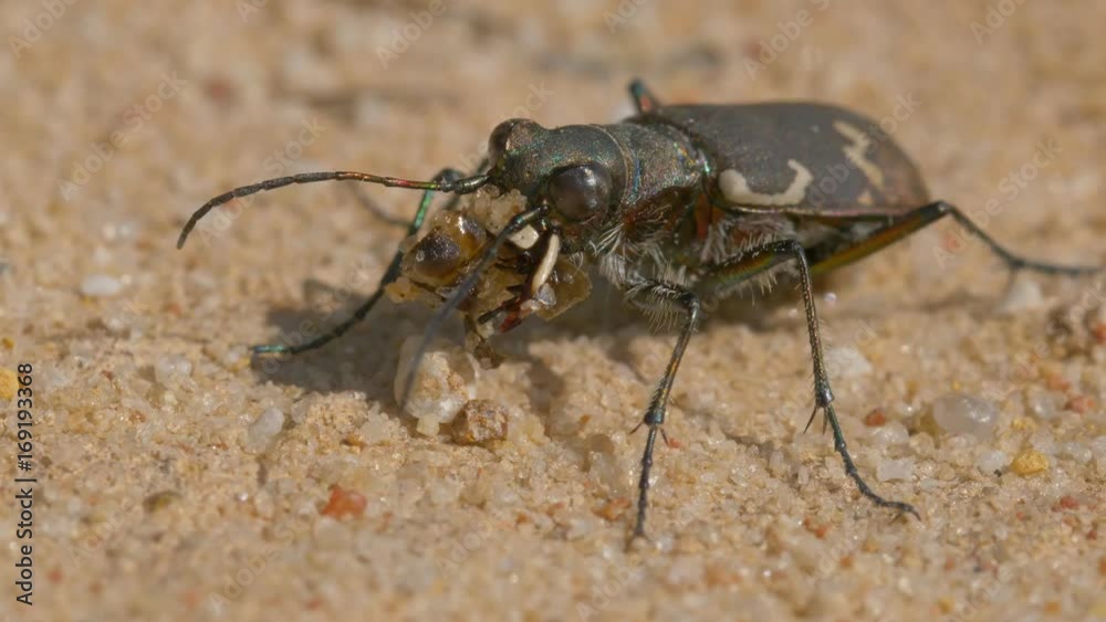 Northern dune tiger beetle (Cicindela hybrida) Northern dune tiger beetle (Cicindela hybrida)